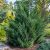 Kínai boróka (Juniperus chinensis var. chinensis), sűrű, zöld örökzöld lombozattal, természetes kerti környezetben.