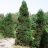   Juniperus chilensis var. chilensis - Kínai boróka - 5db mag/csomag