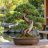 Kínai boróka (Juniperus chinensis) bonsai, különleges, csavarodott törzzsel és formázott, sűrű lombozattal, japánkerti környezetben.