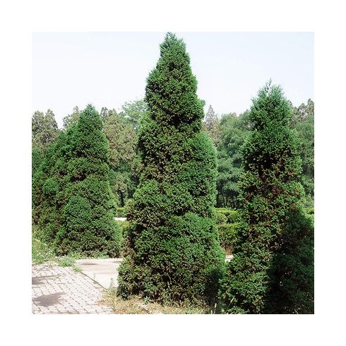 Juniperus chilensis var. chilensis - Kínai boróka - 5db mag/csomag