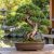 Kínai boróka (Juniperus chinensis) bonsai, különleges, csavarodott törzzsel és formázott, sűrű lombozattal, japánkerti környezetben.