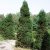 Juniperus chilensis var. chilensis - Kínai boróka - 5db mag/csomag