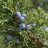 Kínai boróka (Juniperus chinensis) érett, kékesszürke, hamvas tobozbogyói a növény örökzöld ágain.