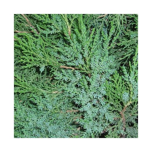 Juniperus chilensis var. chilensis - Kínai boróka - 5db mag/csomag