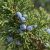 Kínai boróka (Juniperus chinensis) érett, kékesszürke, hamvas tobozbogyói a növény örökzöld ágain.