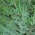 Juniperus chilensis var. chilensis - Kínai boróka - 5db mag/csomag