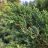 Kínai boróka (Juniperus chinensis) pikkelyszerű, zöld és kékeszöld tűleveleinek részletgazdag közeli felvétele.
