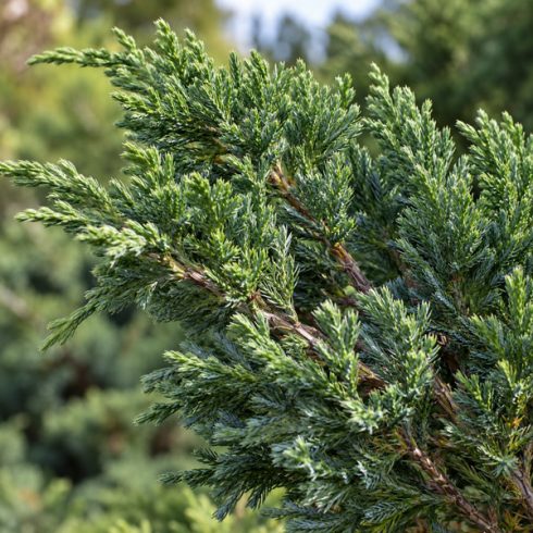 Kínai boróka (Juniperus chinensis) pikkelyszerű, zöld és kékeszöld tűleveleinek részletgazdag közeli felvétele.