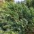 Kínai boróka (Juniperus chinensis) pikkelyszerű, zöld és kékeszöld tűleveleinek részletgazdag közeli felvétele.