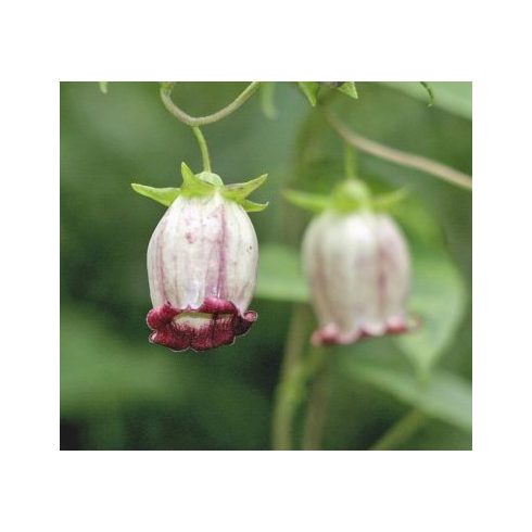 Codonopsis viridis - Harangvirág-folyondár - 5db mag/csomag