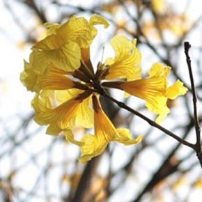 Tabebuia chrysotricha - Arany trombitafa - 5db mag/csomag