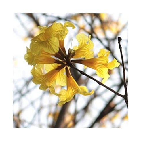 Tabebuia chrysotricha - Arany trombitafa - 5db mag/csomag