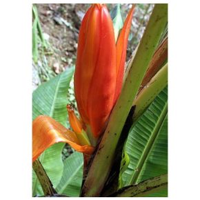  Musa ornata (Orange Flower) - Narancsvirágú banán - 5db mag/csomag