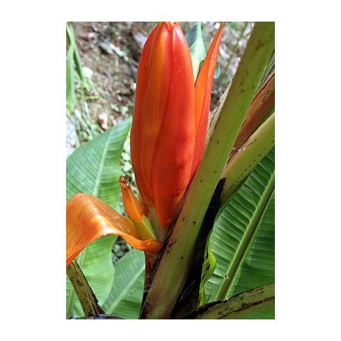 Musa ornata (Orange Flower) - Narancsvirágú banán - 5db mag/csomag