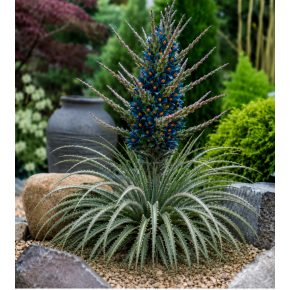 Puya alpestris - Zafírtorony - 5db mag/csomag