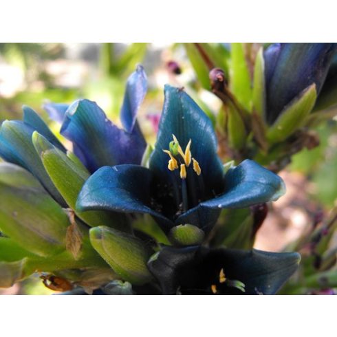 Puya alpestris - Zafírtorony - 5db mag/csomag