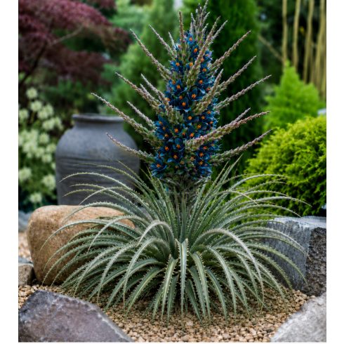 Puya alpestris - Zafírtorony - 5db mag/csomag