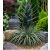 Puya alpestris - Zafírtorony - 5db mag/csomag