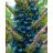 Puya alpestris - Zafírtorony - 5db mag/csomag