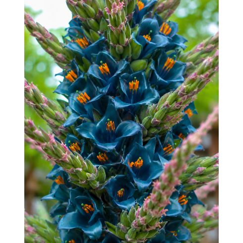 Puya alpestris - Zafírtorony - 5db mag/csomag
