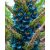 Puya alpestris - Zafírtorony - 5db mag/csomag