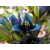 Puya alpestris - Zafírtorony - 5db mag/csomag