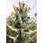 Puya alpestris - Zafírtorony - 5db mag/csomag