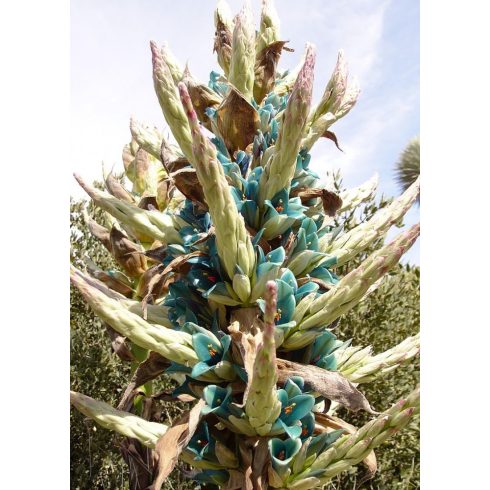 Puya alpestris - Zafírtorony - 5db mag/csomag