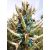 Puya alpestris - Zafírtorony - 5db mag/csomag