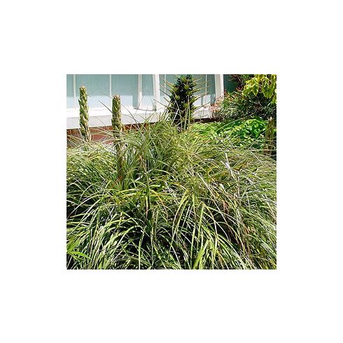 Puya alpestris - Zafírtorony - 5db mag/csomag