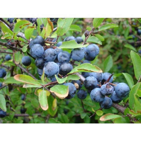Prunus spinosa - Kökény - 5db mag/csomag