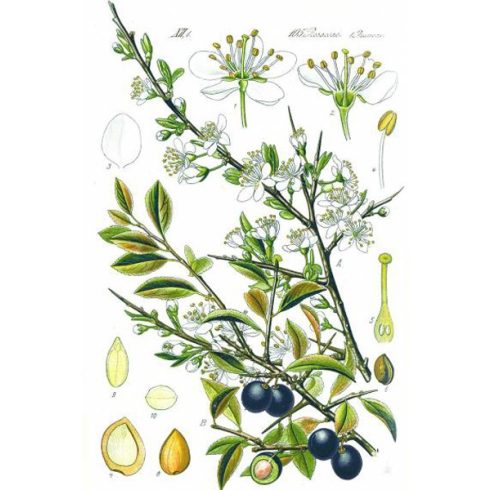 Prunus spinosa - Kökény - 5db mag/csomag