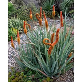 Aloe castanea – Macskafarok aloe kifejlett növény