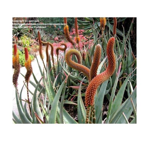 Aloe castanea - Macskafarok aloe - 5db mag/csomag