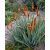 Aloe castanea – Macskafarok aloe kifejlett növény