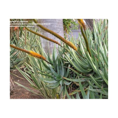 Aloe castanea - Macskafarok aloe - 5db mag/csomag