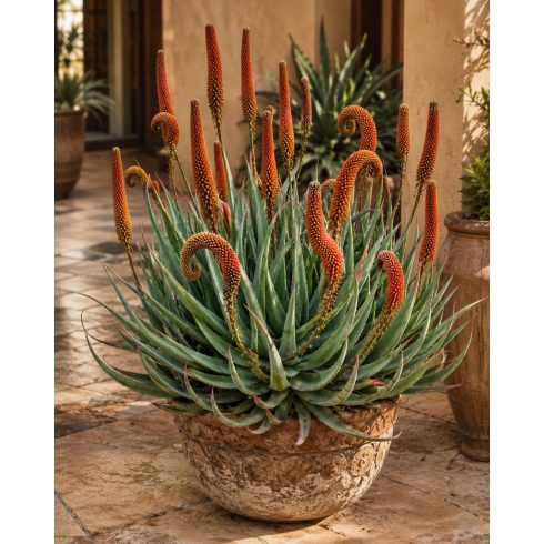Aloe castanea pozsgás növény napos száraz élőhelyen
