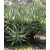 Aloe castanea - Macskafarok aloe - 5db mag/csomag