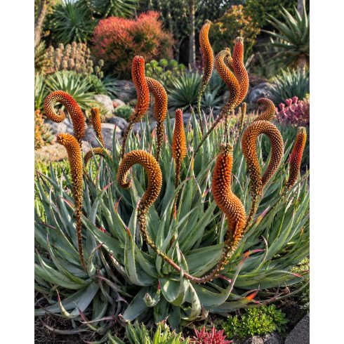 Kifejlett Aloe castanea – Macskafarok aloe fásodó növekedési formája