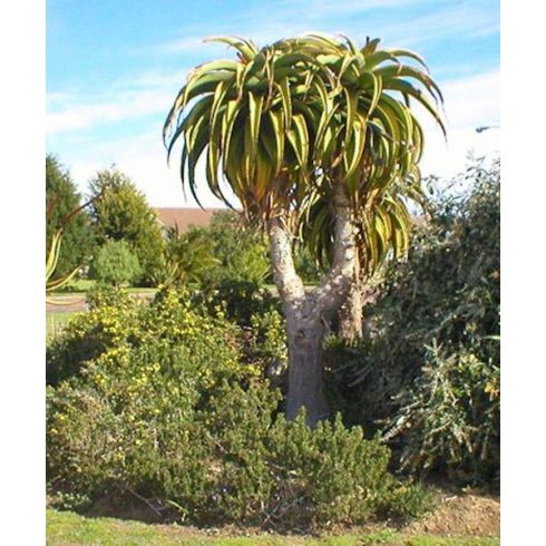 Aloe castanea - Macskafarok aloe - 5db mag/csomag