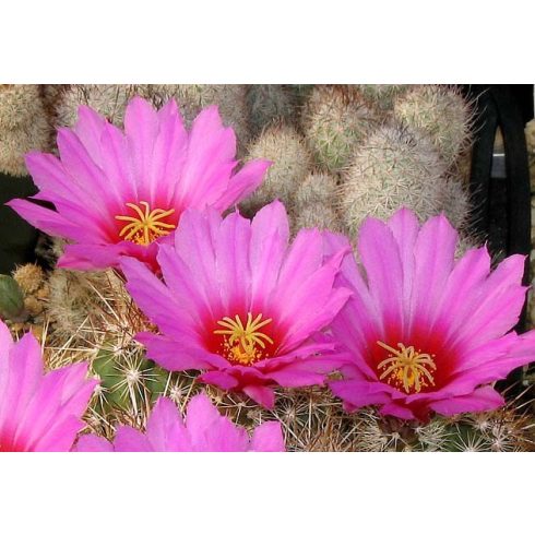 Echinocereus barthelowanus - 5db mag/csomag