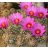 Echinocereus barthelowanus - 5db mag/csomag