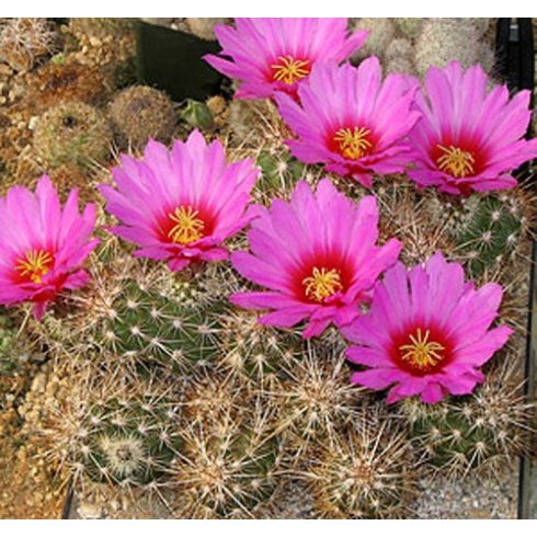 Echinocereus barthelowanus - 5db mag/csomag