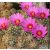 Echinocereus barthelowanus - 5db mag/csomag