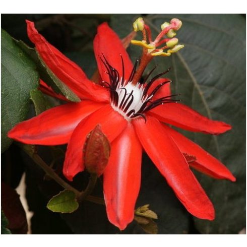 Passiflora coccinea - Skarlát golgotavirág - 5db mag/csomag