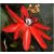 Passiflora coccinea - Skarlát golgotavirág - 5db mag/csomag