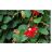   Passiflora coccinea - Skarlát golgotavirág - 5db mag/csomag