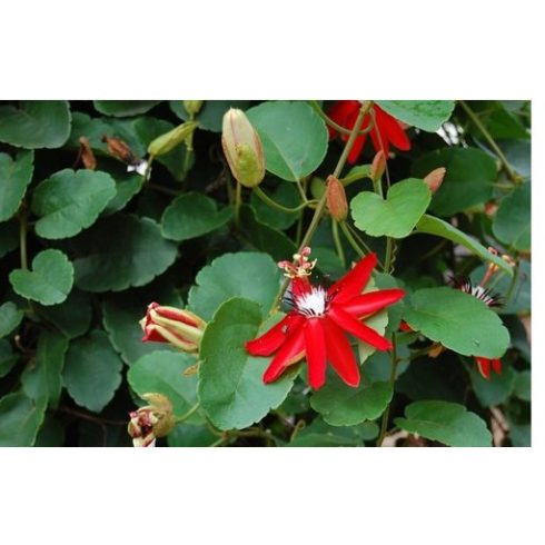 Passiflora coccinea - Skarlát golgotavirág - 5db mag/csomag