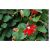 Passiflora coccinea - Skarlát golgotavirág - 5db mag/csomag