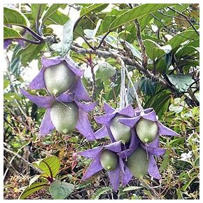 Trianaea speciosa - 5db mag/csomag